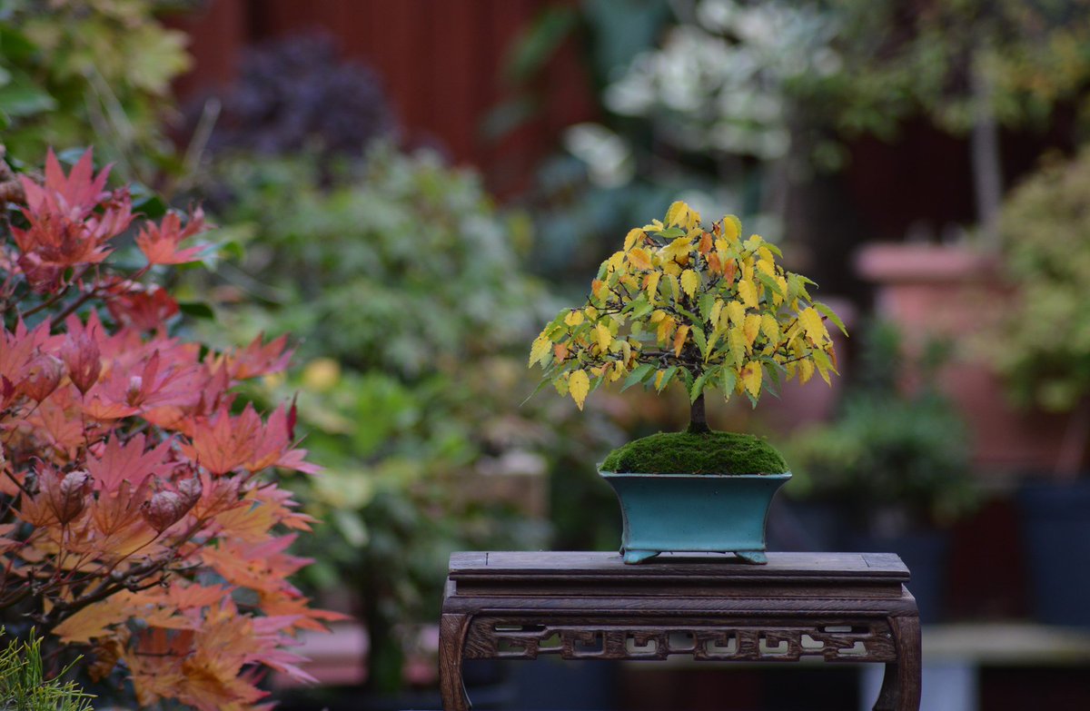 Shek_Bonsai's tweet photo. #Zelkova serrata  #欅 (ケヤキ) https://t.co/X9vk1G80lG
