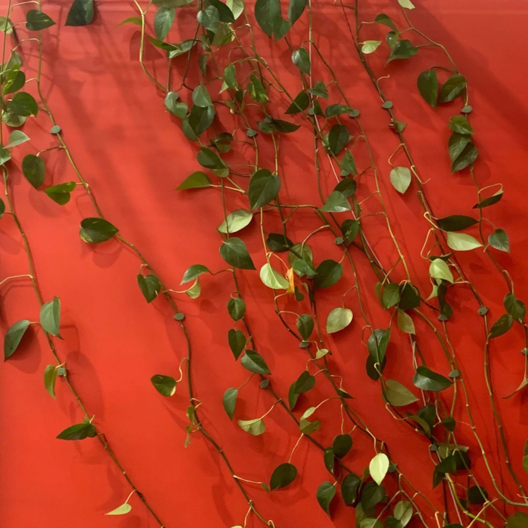 We had fun with the new Inspire Team Room training plants to grow up the walls - yes the lockdown really was the long...  Great to see members and guests coming back to use our reimagined Coworking Space.