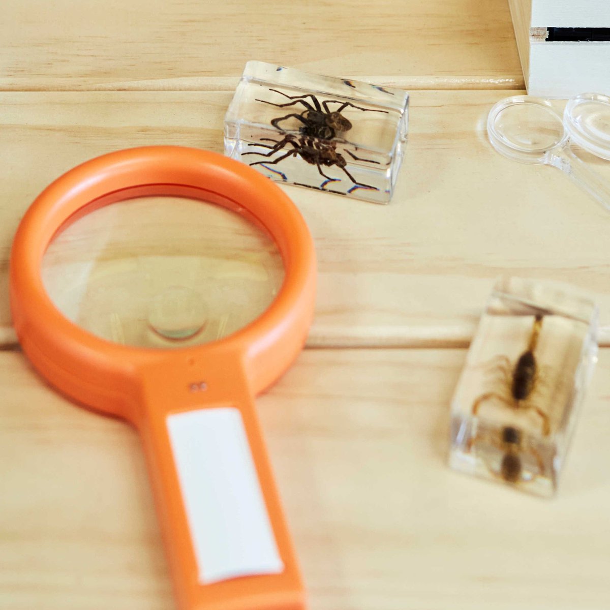 PaulRyanGEL's tweet photo. 🐛 🔍 We love when children explore and inquire about science, as it helps them become confident and involved learning. They learn to develop skills such as problem-solving, reflecting, curiosity and experimentation. 

#GoodstartEarlyLearning #EarlyLearning #Childcare #STEM https://t.co/Lm6L9QpMIh