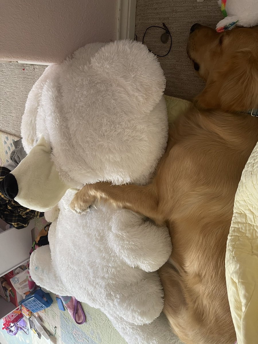 DukeDAdventure's tweet photo. Duke sleeping with his stuffed animal friend. #sleeping #GRC #GoldenRetrievers https://t.co/Ey0bNf0hye