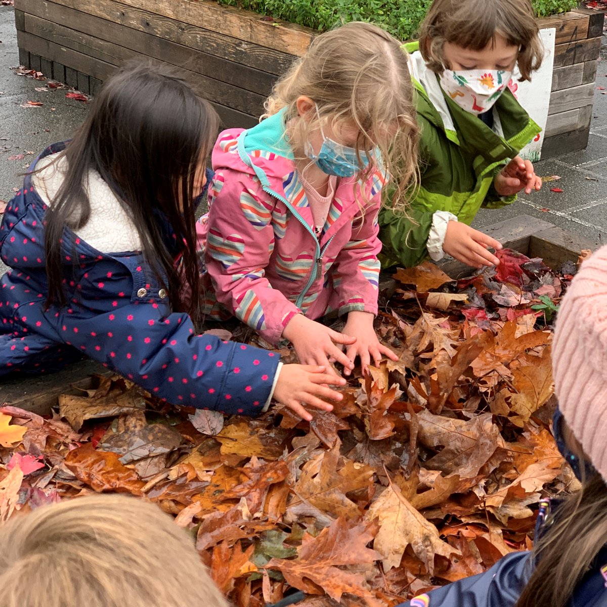bcaitc's tweet photo. Students all over BC (including those at @Brock_vsb in Vancouver) have been busy planting tulips and daffodil bulbs this fall. Plus, they are learning about the art and science of growing with @bcaitc's Planting a Promise Program. https://t.co/WACJ6SNXOB. https://t.co/72Jn4pGR21