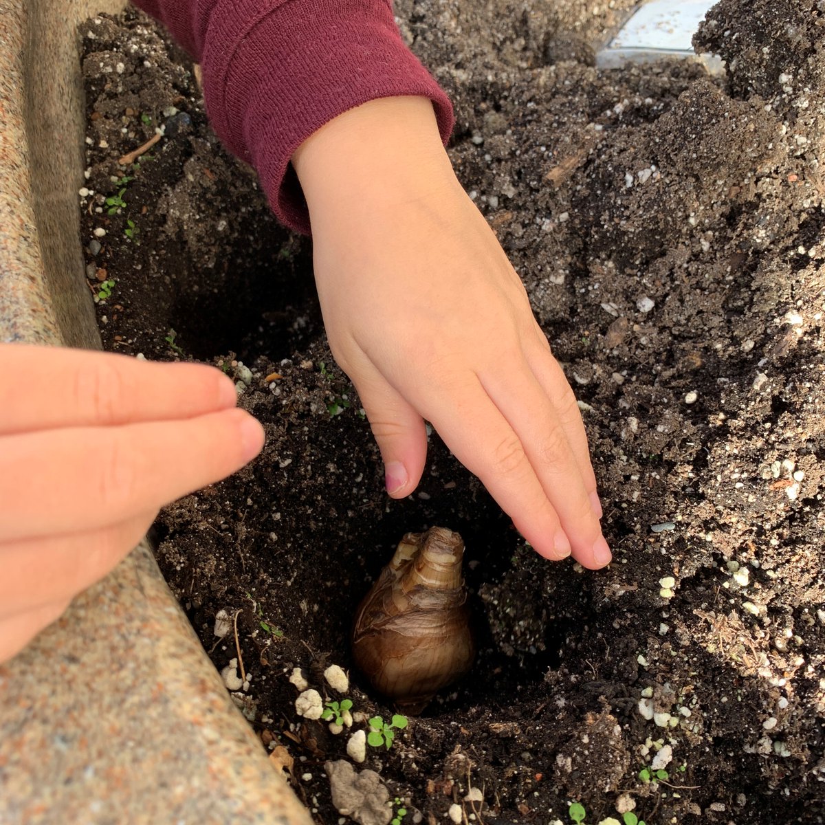 bcaitc's tweet photo. Students all over BC (including those at @Brock_vsb in Vancouver) have been busy planting tulips and daffodil bulbs this fall. Plus, they are learning about the art and science of growing with @bcaitc's Planting a Promise Program. https://t.co/WACJ6SNXOB. https://t.co/72Jn4pGR21