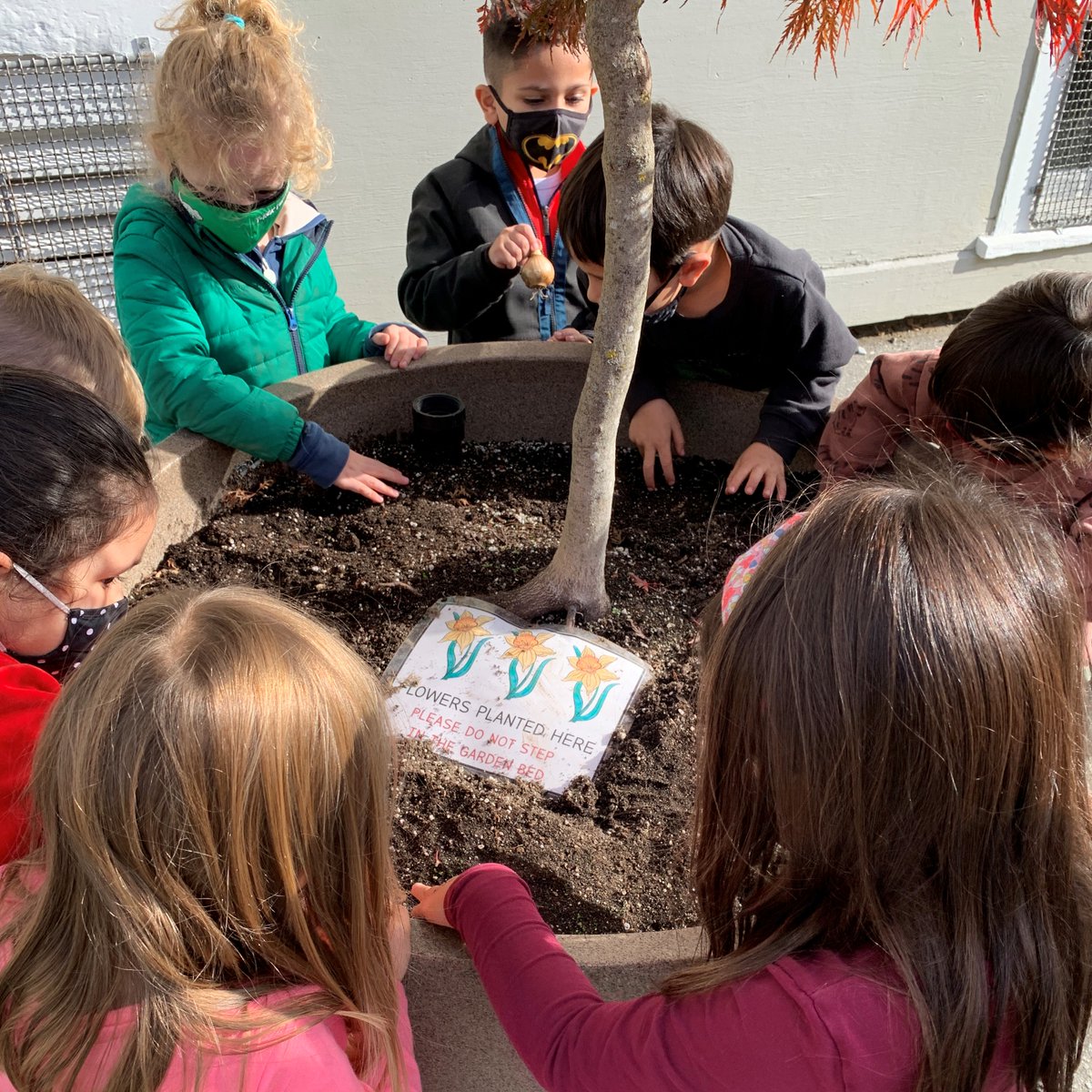 bcaitc's tweet photo. Students all over BC (including those at @Brock_vsb in Vancouver) have been busy planting tulips and daffodil bulbs this fall. Plus, they are learning about the art and science of growing with @bcaitc's Planting a Promise Program. https://t.co/WACJ6SNXOB. https://t.co/72Jn4pGR21
