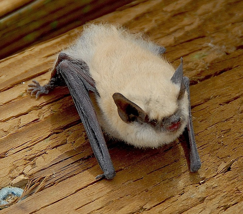 albertabats's tweet photo. Brought to you by the letter "P" #BatABC
Parastrellus hesperus, the Canyon Bat. The only sp of its genus. Detected in British Columbia acoustically but never captured. Only 3-6 grams, this tiny bat is an early evening flyer; easily buffeted by winds, hangs out in rocky habitats! https://t.co/vqBRZ868cN