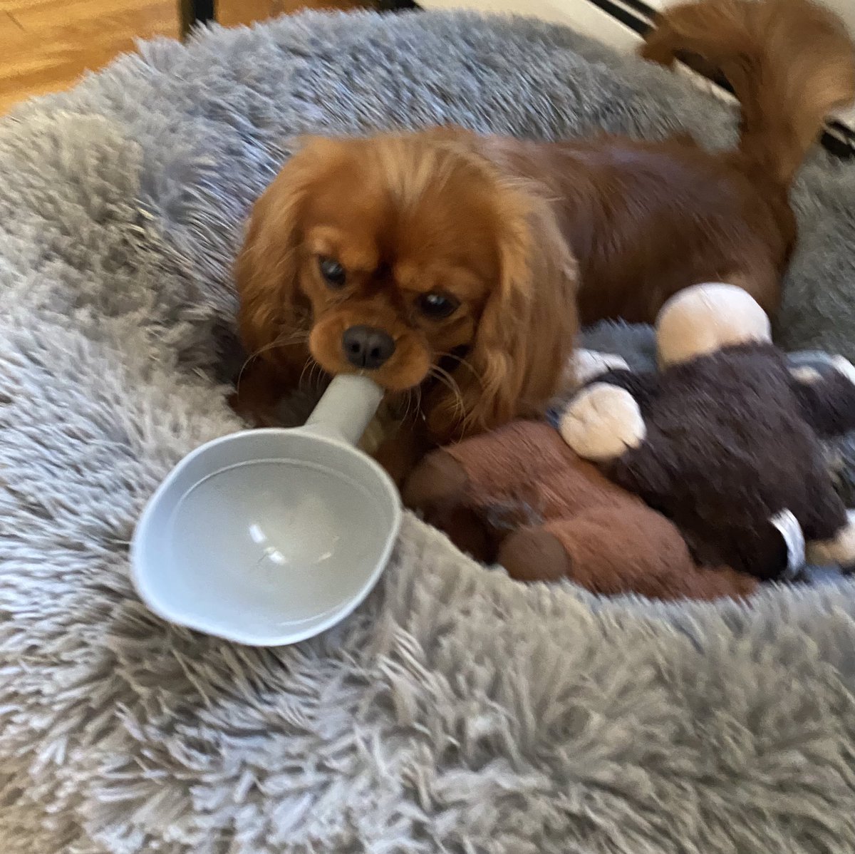 CavalierJo's tweet photo. I decide the portions now #sillyboy #Independent #cavpack #Cavaliers #dog #ruby #rubycavalier https://t.co/egU3KaA9Dw