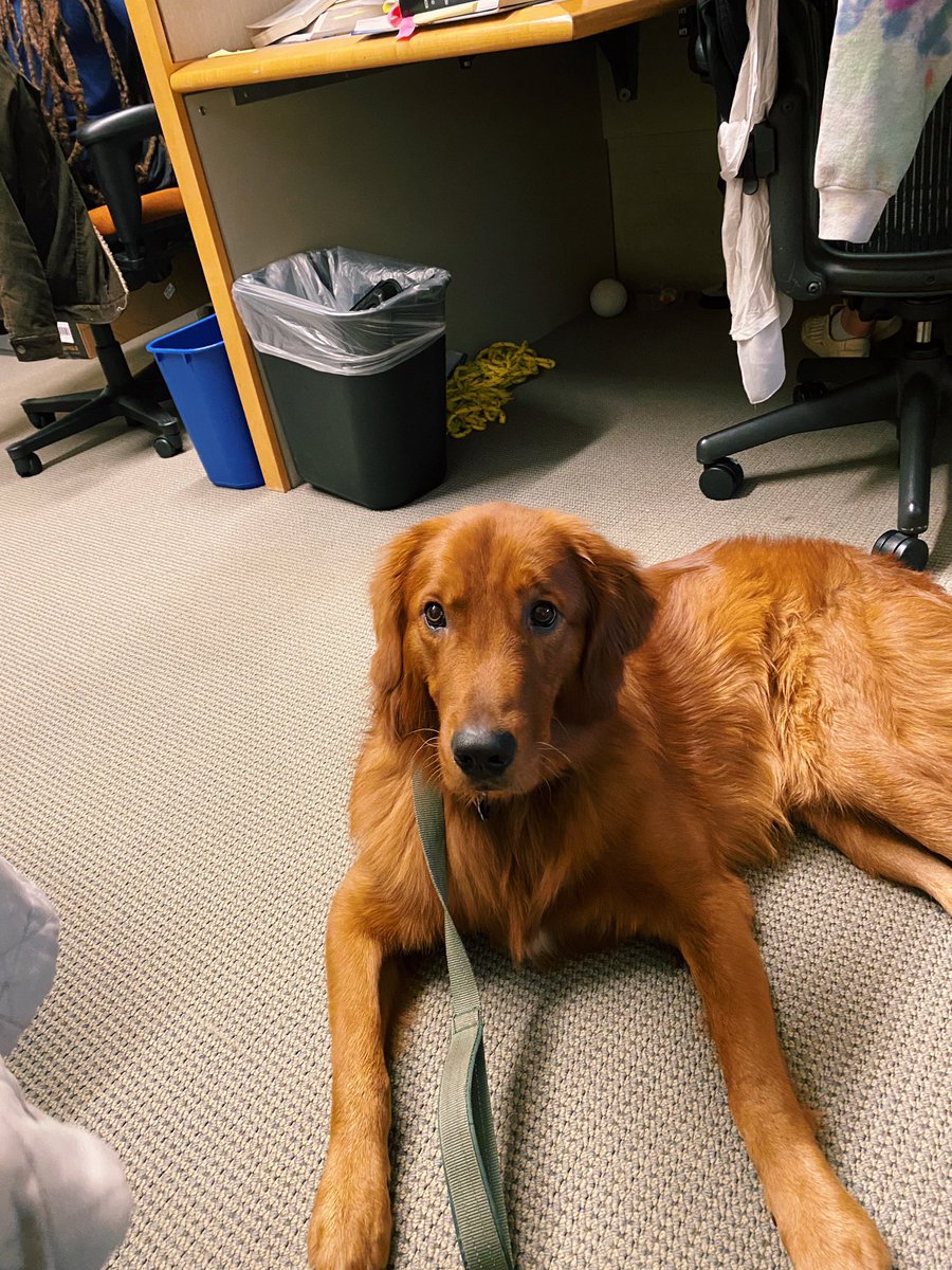 Pup in the office! What better Monday pick-me-up? Walter loved hanging with mom at work today☺️🎉🐾