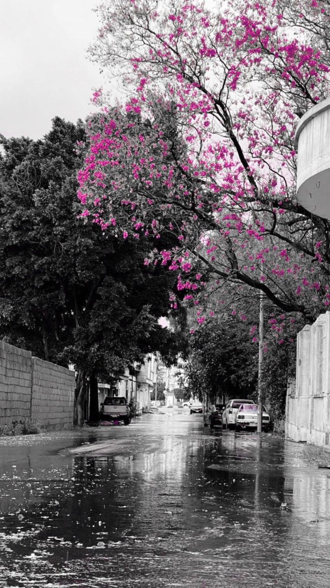 nawaf tweet media