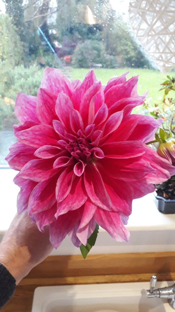 WhereizdazShaw's tweet photo. All good things must come to an end eventually. Succumb to the autumnal wind #Gardenshour https://t.co/GCQeWBJv6V