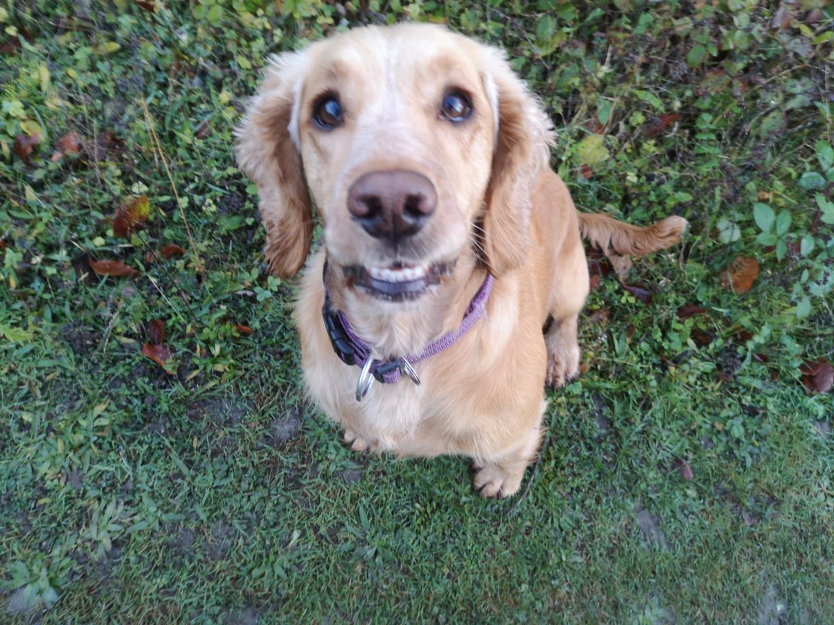 ProfBobOKeefe's tweet photo. We have a cute dog. This look means “when’s dinner”. https://t.co/3nmu70XLd6