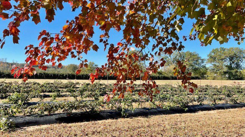 Agriberry Farm tweet media