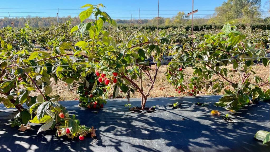 Agriberry Farm tweet media