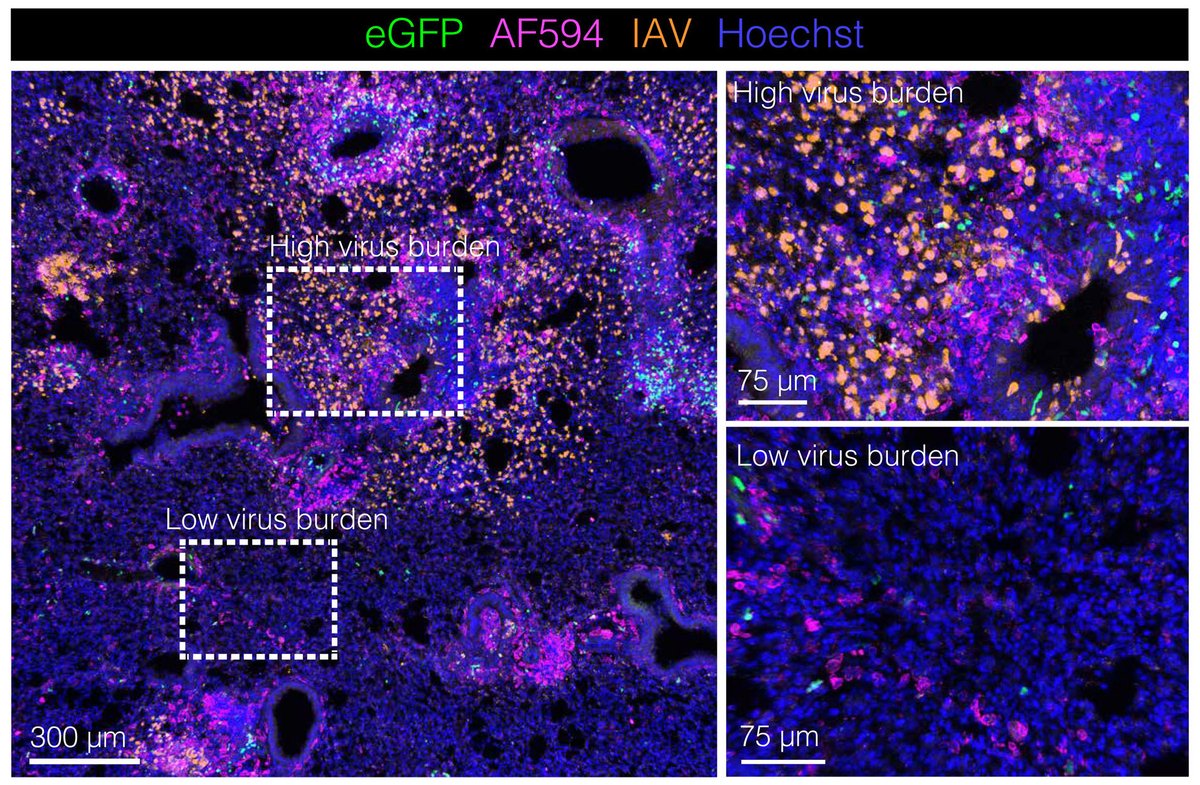 The CCR2 chemokine receptor helps recruit essential “backup” to lung dendritic cells mounting lungs’ immune response against #influenza, according to a new study in mice. fcld.ly/emk3w4k