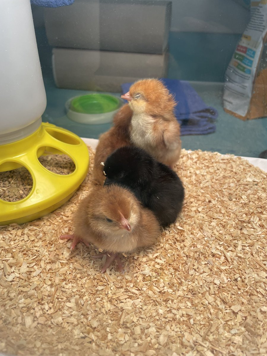 giannatarantino's tweet photo. Here’s what’s hatching in first grade! 4 fluffy chicks in brood boxes, a lot more drying off in incubators! @1stgradesampson @SampsonElem @SRC_CyFairISD https://t.co/K14tLIBL7V