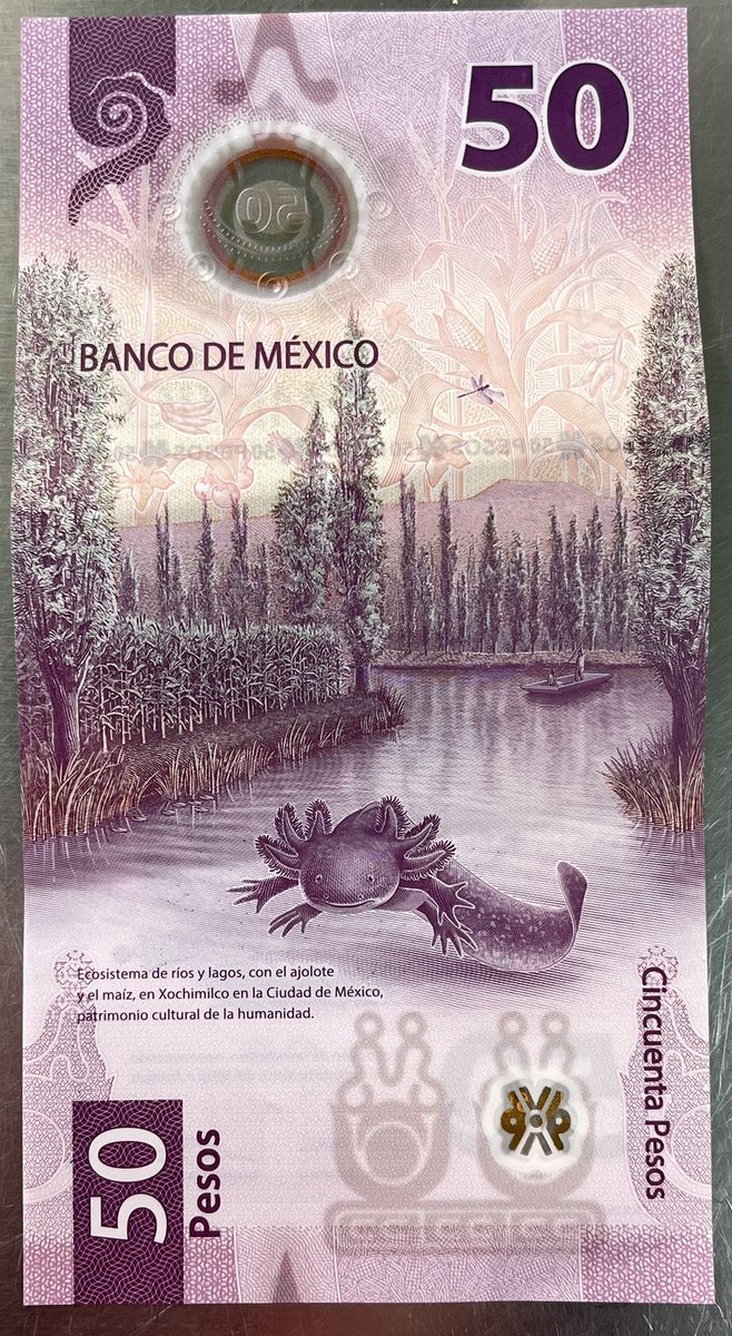 mgriv12's tweet photo. The new 50 pesos bill is so cute. My favorite animals is the axolotl 🥰💗 https://t.co/yu7hNJc5on