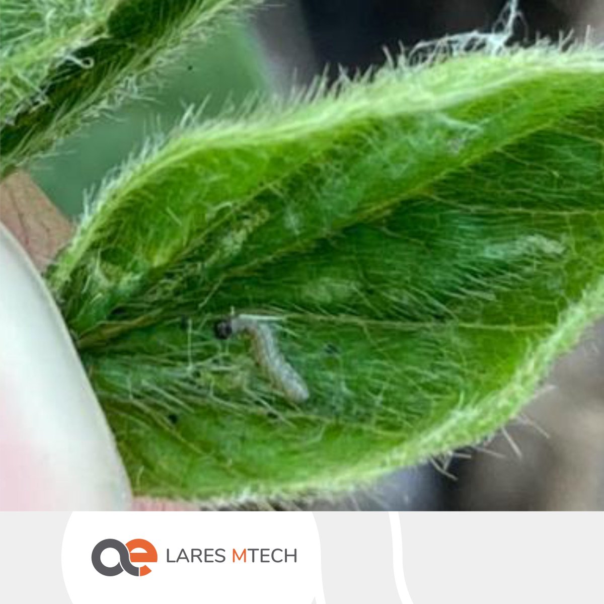 LaresSRL1's tweet photo. En las recorridas de hoy en Pergamino detectamos primeras poblaciones de #Bolilleras en #soja 🐛🌱
¡A no descuidar el tema!
#YoMonitoreo #LaresMTech #CampañaSoja https://t.co/17qSxDPyvR