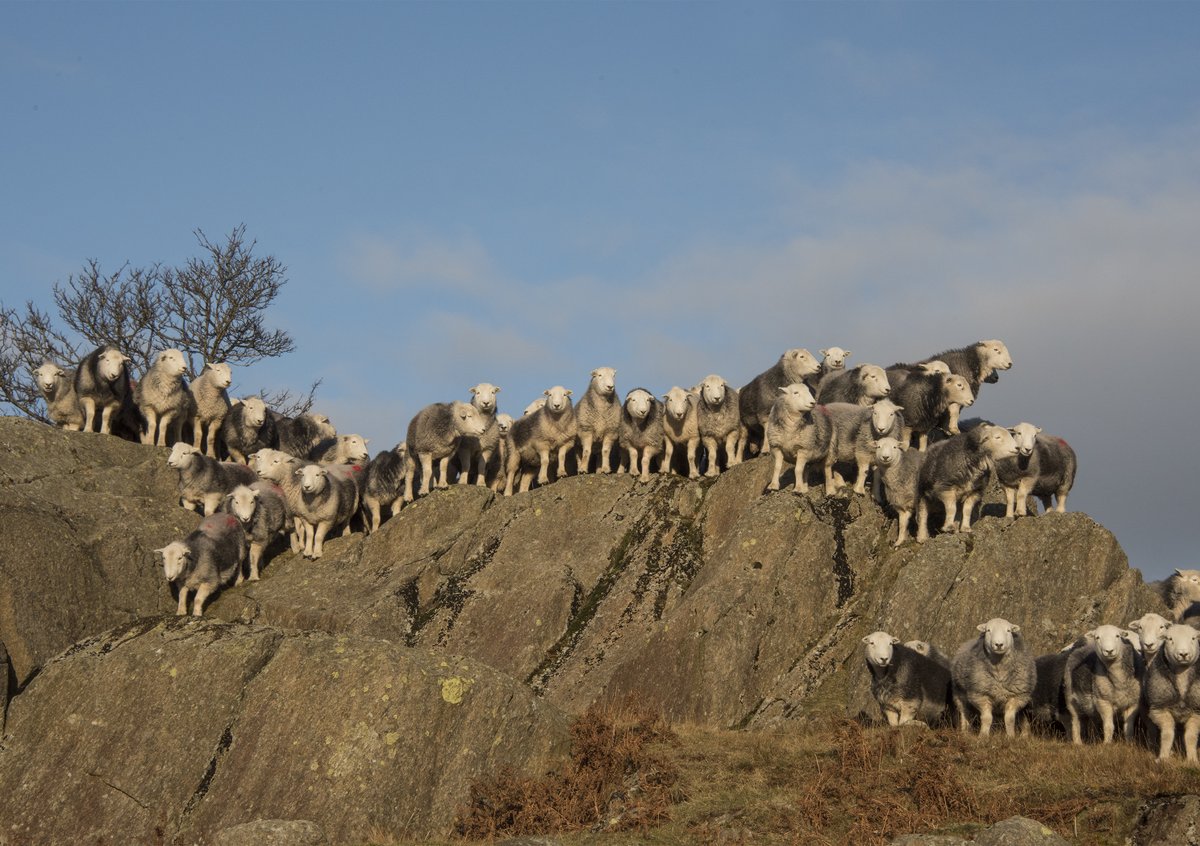 It's Monday evening-let's have a lovely picture from the book! Thanks to Amanda Carson <a href="/Herdwickewe/">amanda</a>  for this great image. Her text reminds us that pastoral process of sheep farming in the Lake District is truly ancient, emerging over 5000 years ago. @Sheepvetsoc @Moreduncomms