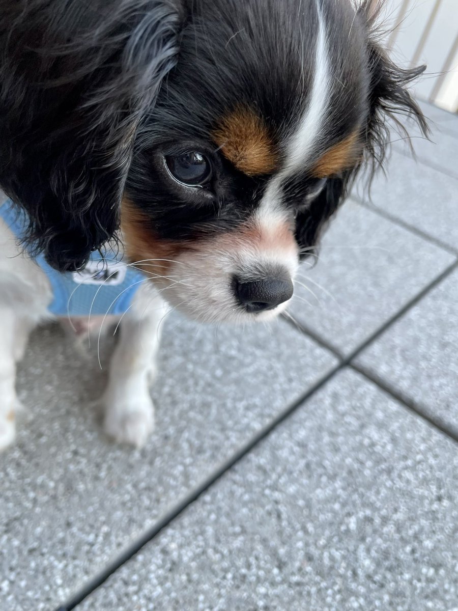 KirokuStudio's tweet photo. #hello 🐾
#tinyhelper #Cavaliers #kingcharles #cavalierkingcharles #puppy #puppies #dog #dogsoftwitter #puppylove #goodnight #furry https://t.co/6kdYP4WfN0