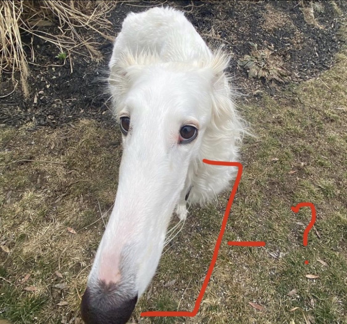 cuveenoodle's tweet photo. What The Hell is This Dog Even https://t.co/gXnzFbPr7d