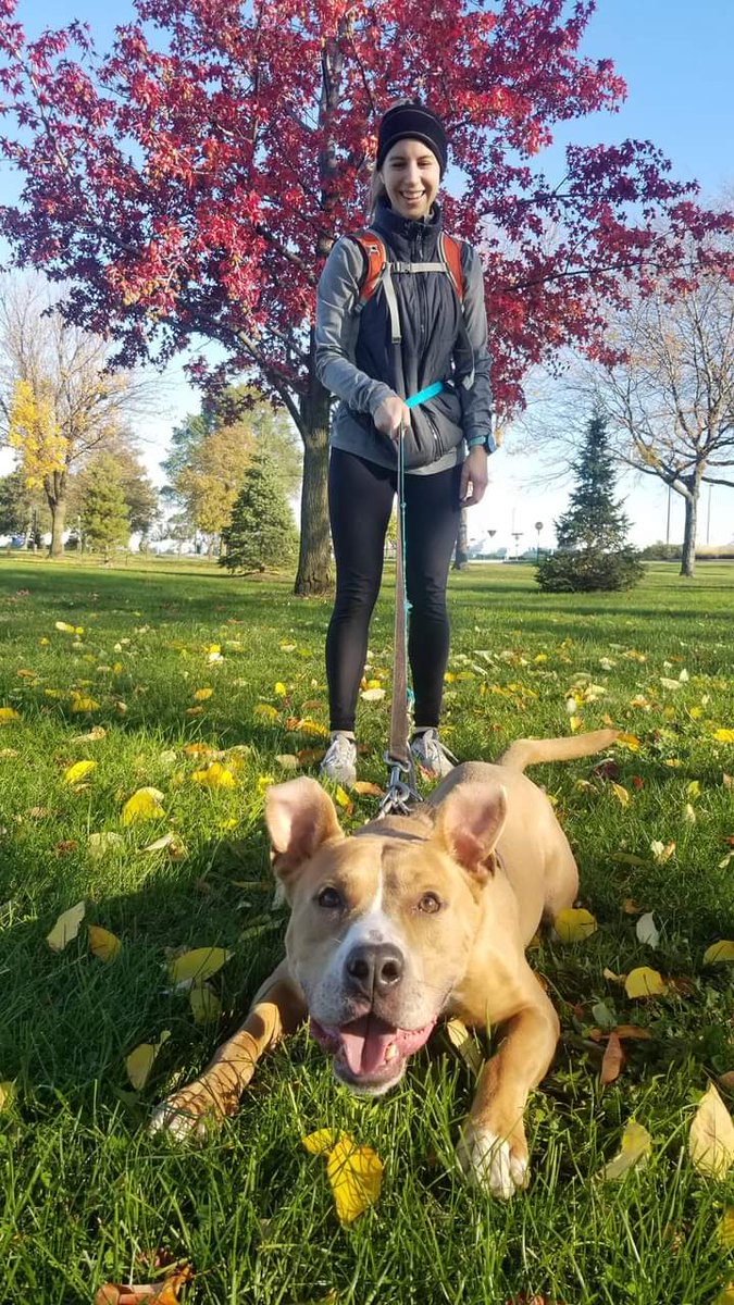 KarenSConniff's tweet photo. #Kavon #CLE #OH #ADOPT. #FOSTER Kavon is a very sweet, well-mannered, fun loving two year old guy! He listens well, loves people and belly rubs are his favorite.
With other dogs in playgroup, he's playful and social.
Email https://t.co/meXjJF3wcI. https://t.co/9q3uTTNz8v