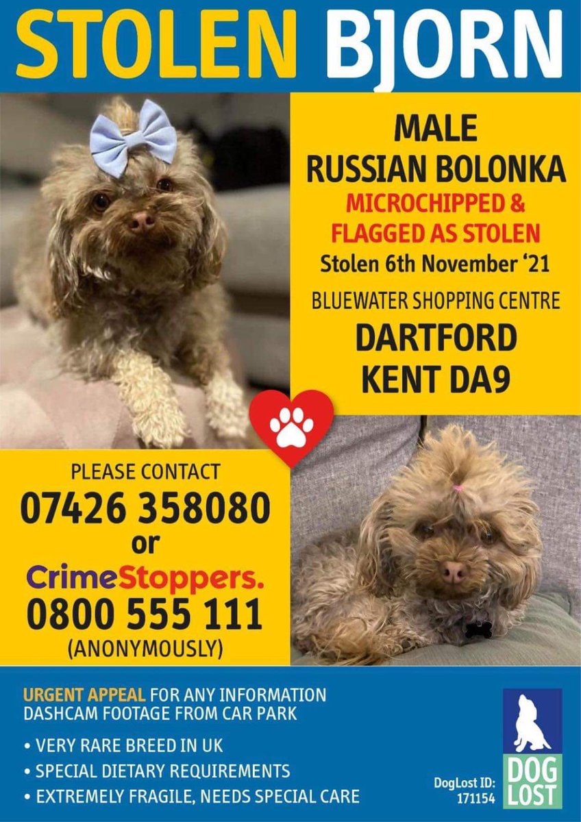 HunnyJax's tweet photo. . @DeborahMeaden @BrendaBlethyn 
Please Retweet to help #findBolonkaBjorn ⬆️
Despicable #DogTheft of tiny 2yrold RussianBolonka.
Snatched from Owner's Van @ BlueWaterShoppingCentre GREENHITHE, DARTFORD DA9 on Sat afternoon..glass smashed,attempted breakin. SO much noise for him😱 https://t.co/V2RuAu7hAt