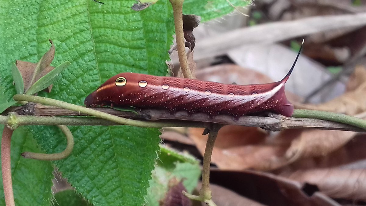 🧬🌴🦋Very excited to see our paper on the response of species assemblages of #Sphingidae &amp;  #Saturniiidae moths to #deforestation in the #BrazilianAmazon using functional traits &amp; #DNAbarcodes 
work lead by <a href="/DaphnisLin/">Yenny Correa-Carmona 🦋</a> &amp;  <a href="/DecaensT/">Decaëns Thibaud</a>
doi.org/10.1111/icad.1…