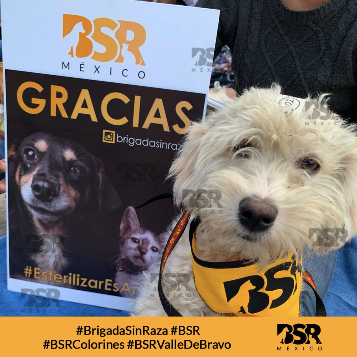 BrigadaSinRaza's tweet photo. Ayer teníamos 100 lugares en Colorines, pero llegaron TANTOS que hicimos 120 esterilizaciones 🐕💥🐈⬛ #BrigadaSinRaza #BSR #BSRColorines #BSRValleDeBravo @RivieraRescue @fundindac @padrinosprrones @AmorSinRaza @ERIFERCA https://t.co/KArtAKDnb0