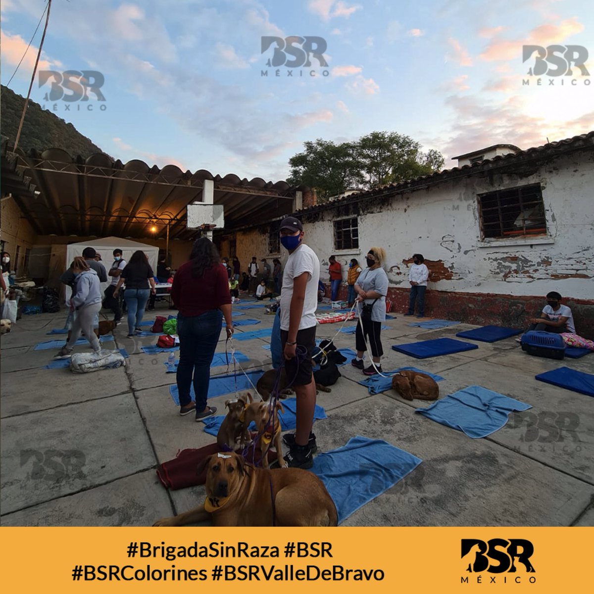 BrigadaSinRaza's tweet photo. ¿Estuviste en la #BrigadaSinRaza de Colorines? 💛 Comenta cómo se llama el animalito que llevaste 👇🏼🐶🐈 #BSRColorines #BSR #BSRValleDeBravo @padrinosprrones @fundindac @RivieraRescue @ERIFERCA @AmorSinRaza https://t.co/Qes2ybqb0C
