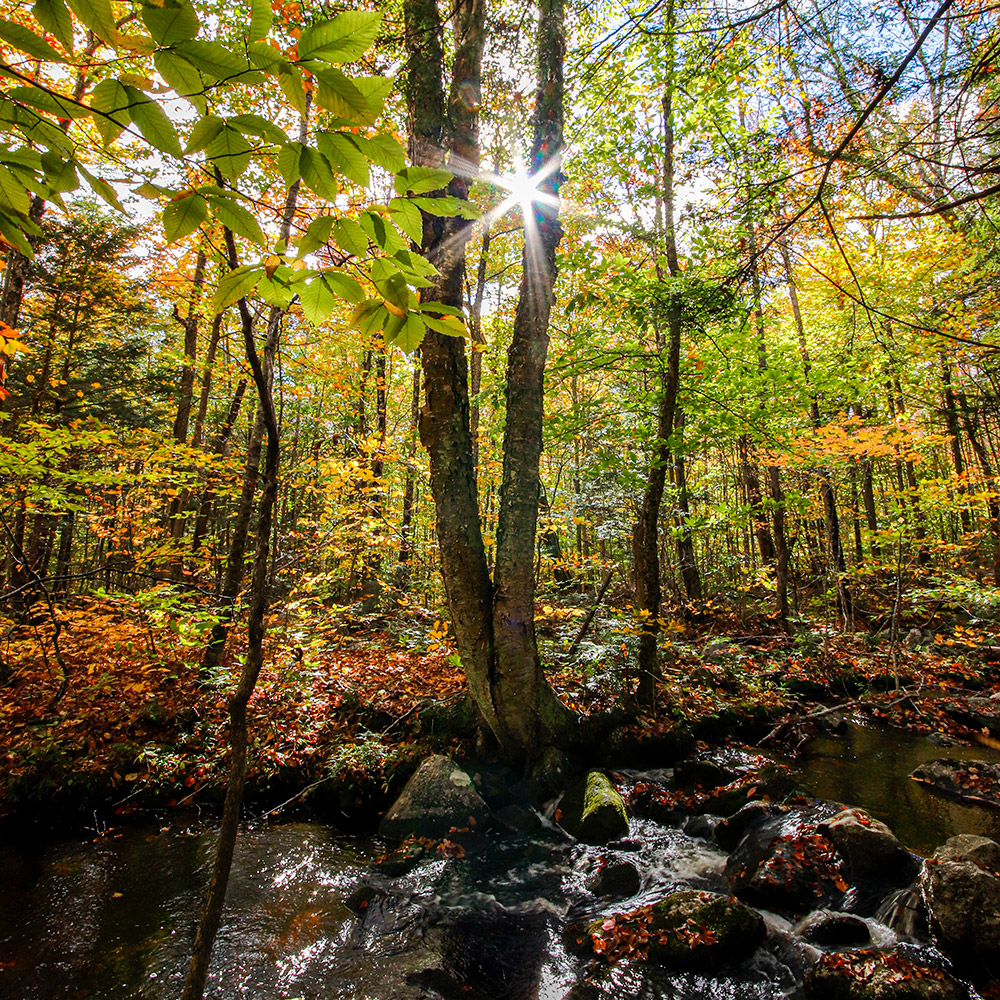 We've got a stream that runs through our back yard. A few weeks ago, it was just about perfect. #industrymaine #photography #landscapephotography #westernmaine #fall #autumn #fallcolors #naturephotography #nature #landscape #maine #newengland #mainefoliage #fallfoliage #outdoors