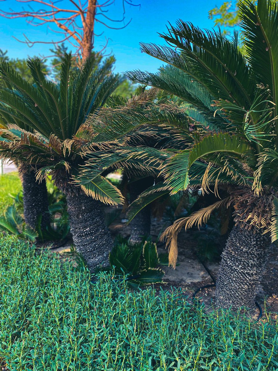i8snn's tweet photo. مُقتطفات كارديو الصبح 🌤🌳 https://t.co/LNMGusW28k