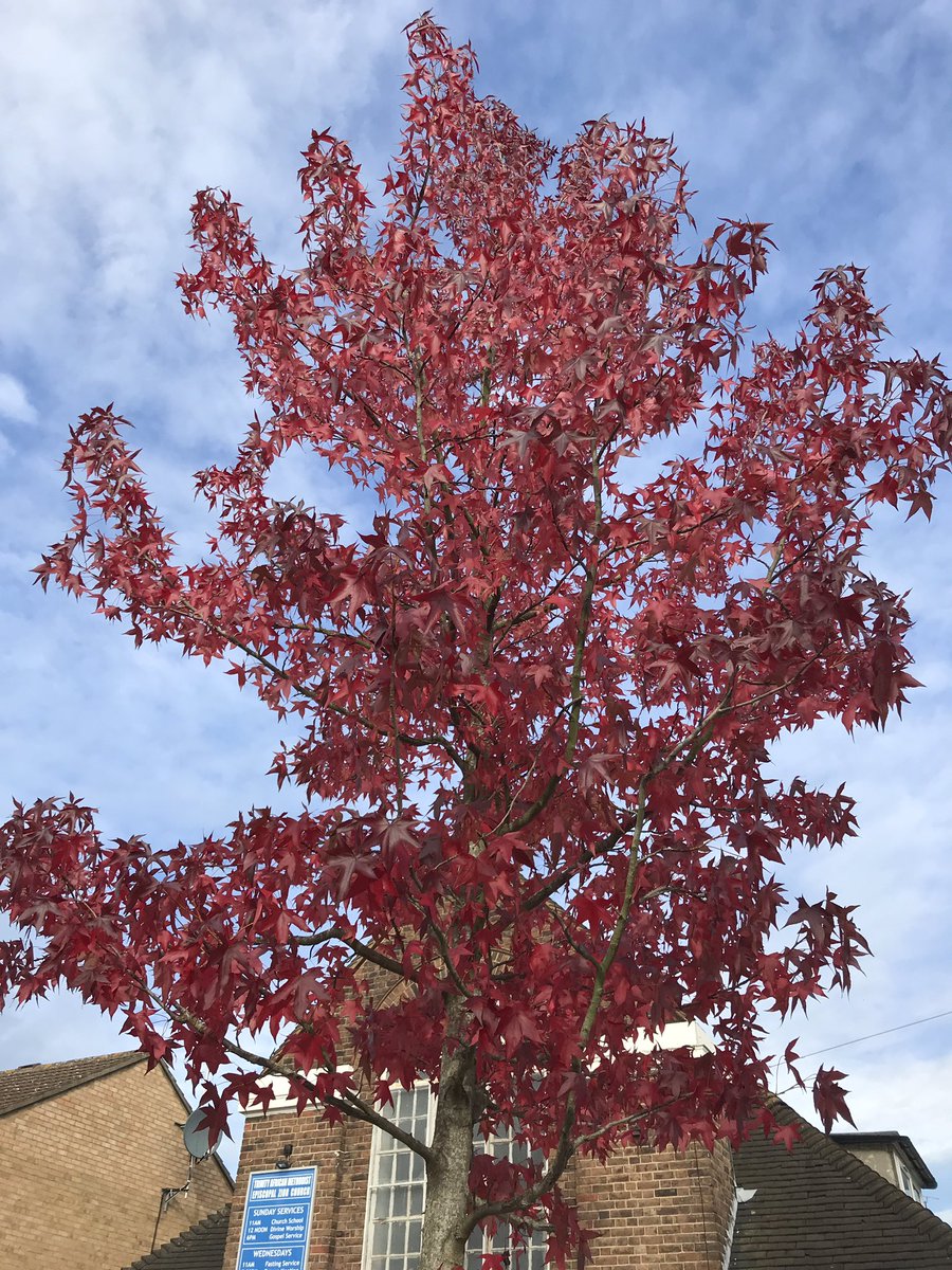 treeruss's tweet photo. Sweet Gum in full glory of #AutumnColour.
Fabulous medium sized tree. Good upright form and consistency makes it an excellent #StreetTree; although some clones are prone splitting out during rapid early growth.
#Liquidamberstyraciflua #Liquidamber #HaringeyTrees #TottenamTrees https://t.co/3K1y1jOb7n