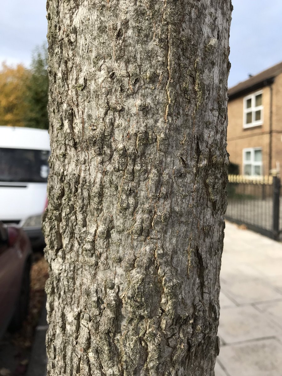 treeruss's tweet photo. Sweet Gum in full glory of #AutumnColour.
Fabulous medium sized tree. Good upright form and consistency makes it an excellent #StreetTree; although some clones are prone splitting out during rapid early growth.
#Liquidamberstyraciflua #Liquidamber #HaringeyTrees #TottenamTrees https://t.co/3K1y1jOb7n