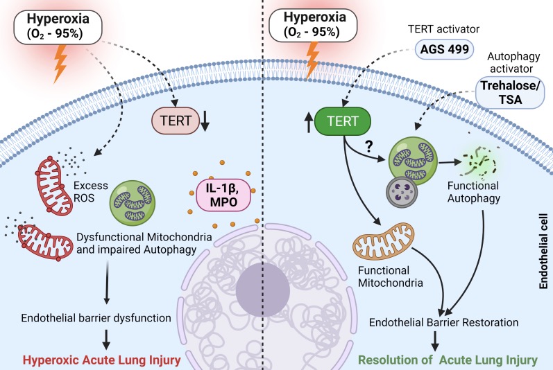 ajpheartcirc's tweet photo. #ArticlesInPress: TERTing the #hyperoxic lung
Vigneshwaran Vellingiri and Dolly Mehta
https://t.co/yXl94dmZCb
@vvigneshwaran14 @dollymehtalab
@UICPharmacology
#TERT #Autophagy
#ARDS #Hyperoxia #Lung https://t.co/C7uwMikbue