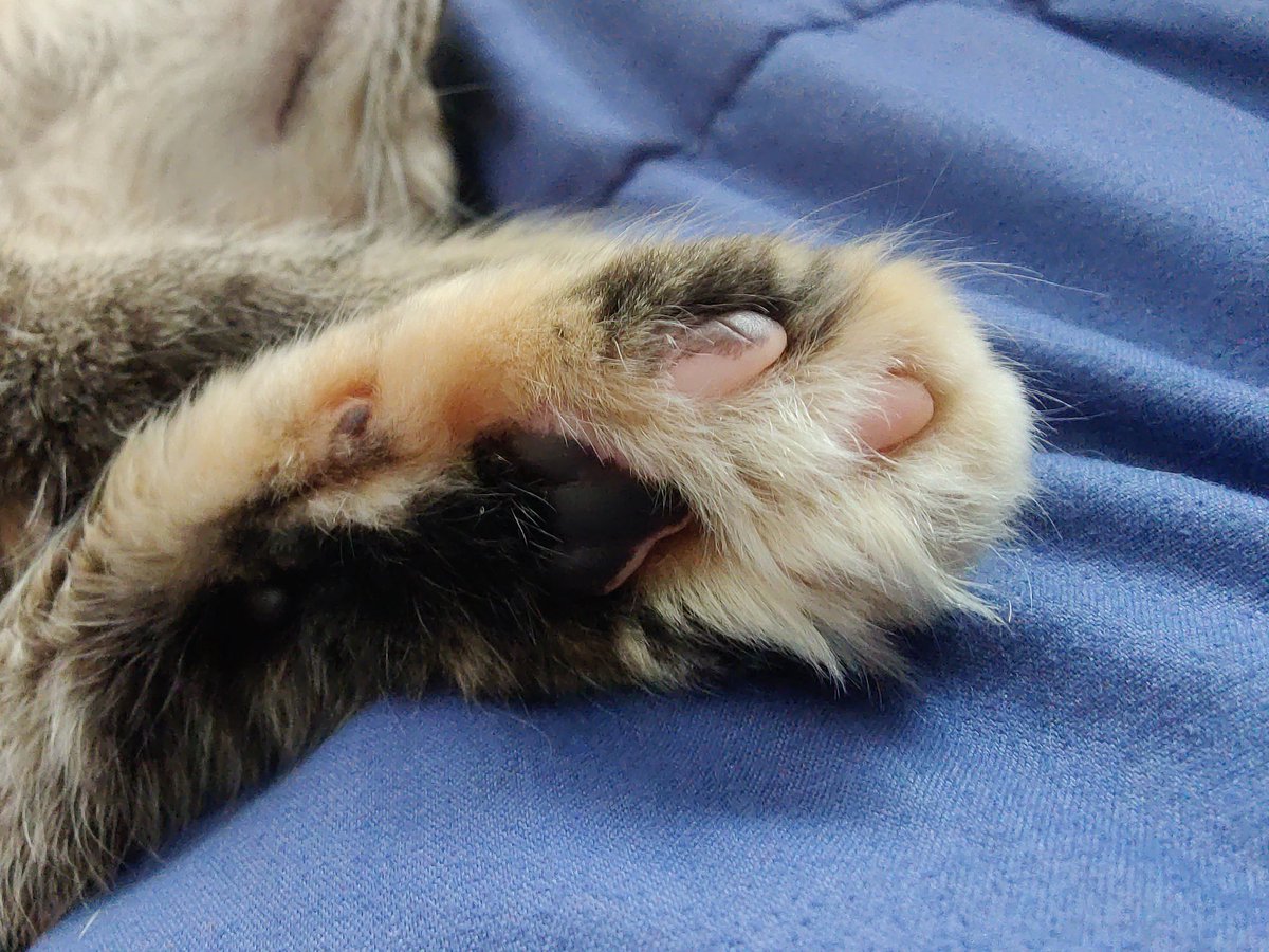 SirZenneth's tweet image. MULTICOLORED BEANS