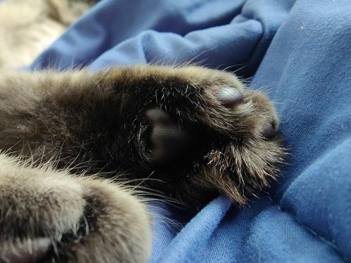 SirZenneth's tweet image. MULTICOLORED BEANS