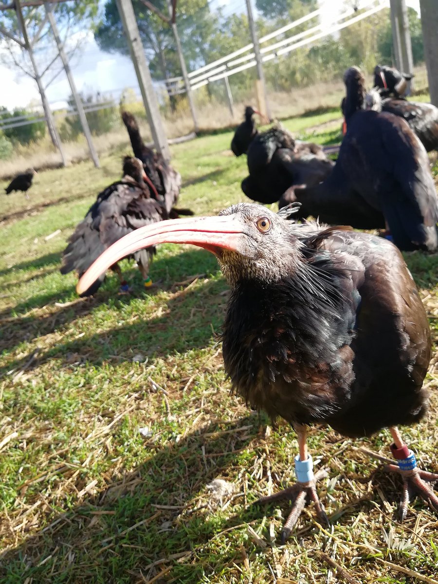 Anele_W's tweet photo. Preparing GPS devices for our young handraised Northern Bald Ibises in Italy/Tuscany (Waldrappteam). For population monitoring and nice animal movement and spatial analyses. Soon the young birds will be released. #animalmovement #remotesensing #NorthernBaldIbis  #waldrappteam https://t.co/DFaoxJZcZ7