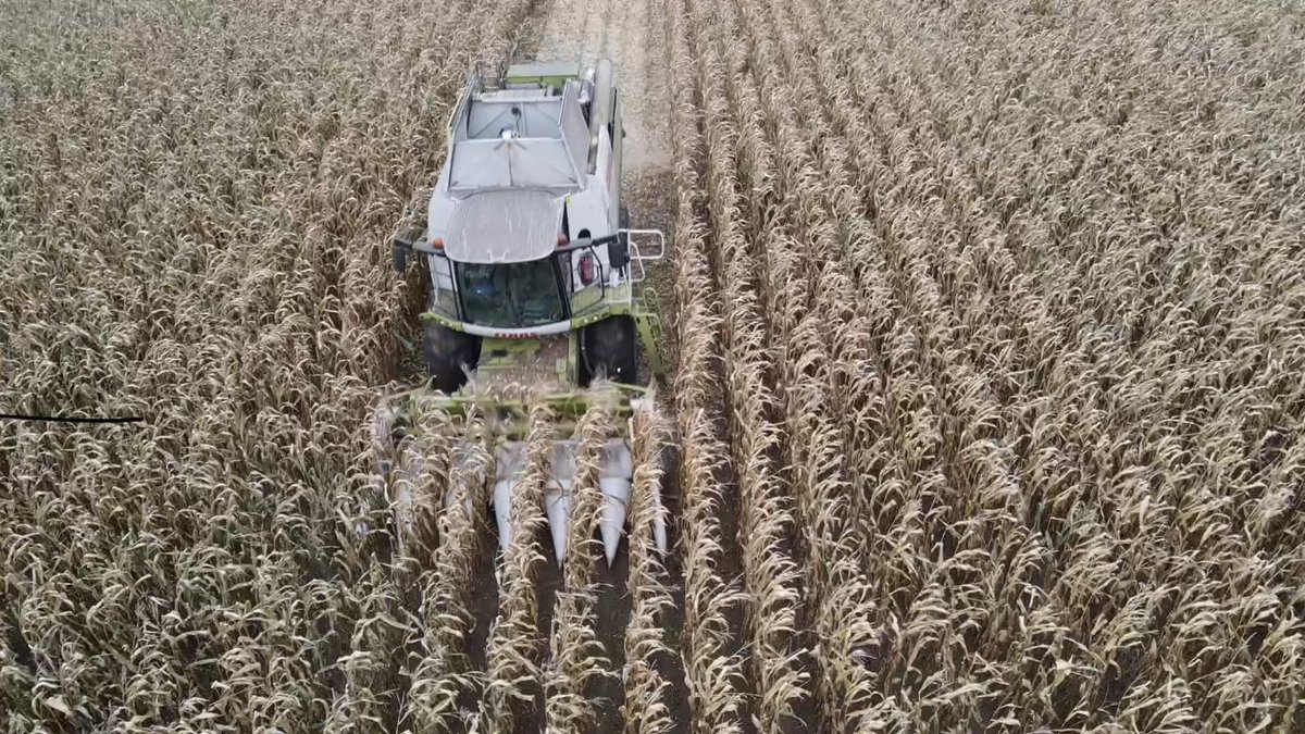 PeterTomkinson1's tweet photo. Made a start on the maize averaging 14.3 t/ha👌Agiraxx performs again. @GreenGemAg @dymock_jason https://t.co/dLjJMEZamI
