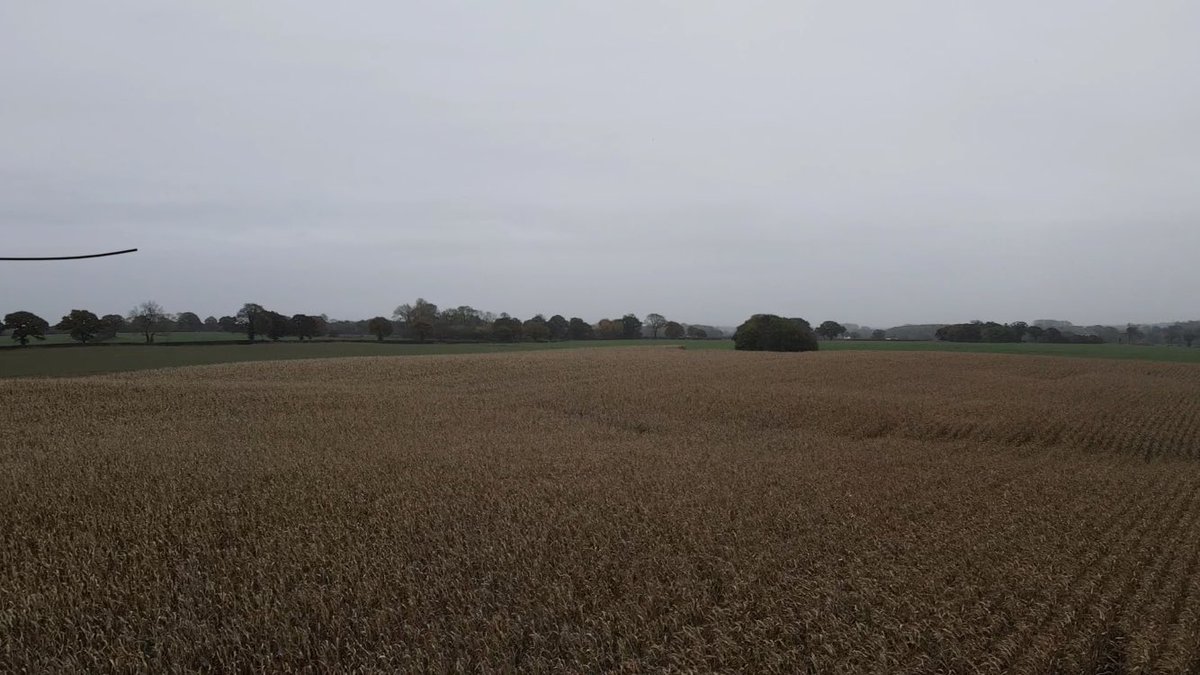 PeterTomkinson1's tweet photo. Made a start on the maize averaging 14.3 t/ha👌Agiraxx performs again. @GreenGemAg @dymock_jason https://t.co/dLjJMEZamI