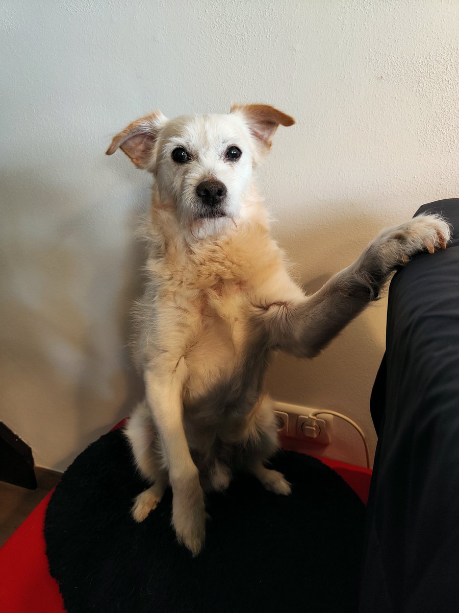 BasEnBobbie's tweet photo. Hallo.....tijdens het koffie drinken kan ik gewoon geaaid worden hoor
Hello.....while drinking coffee I can just be petted
#aandacht #aandachtvragen #aaien #koffie #koffietijd #attention #askforattention #petted #coffee #coffeetime #rescuedog #rescuedogs https://t.co/83a4pXTvmT