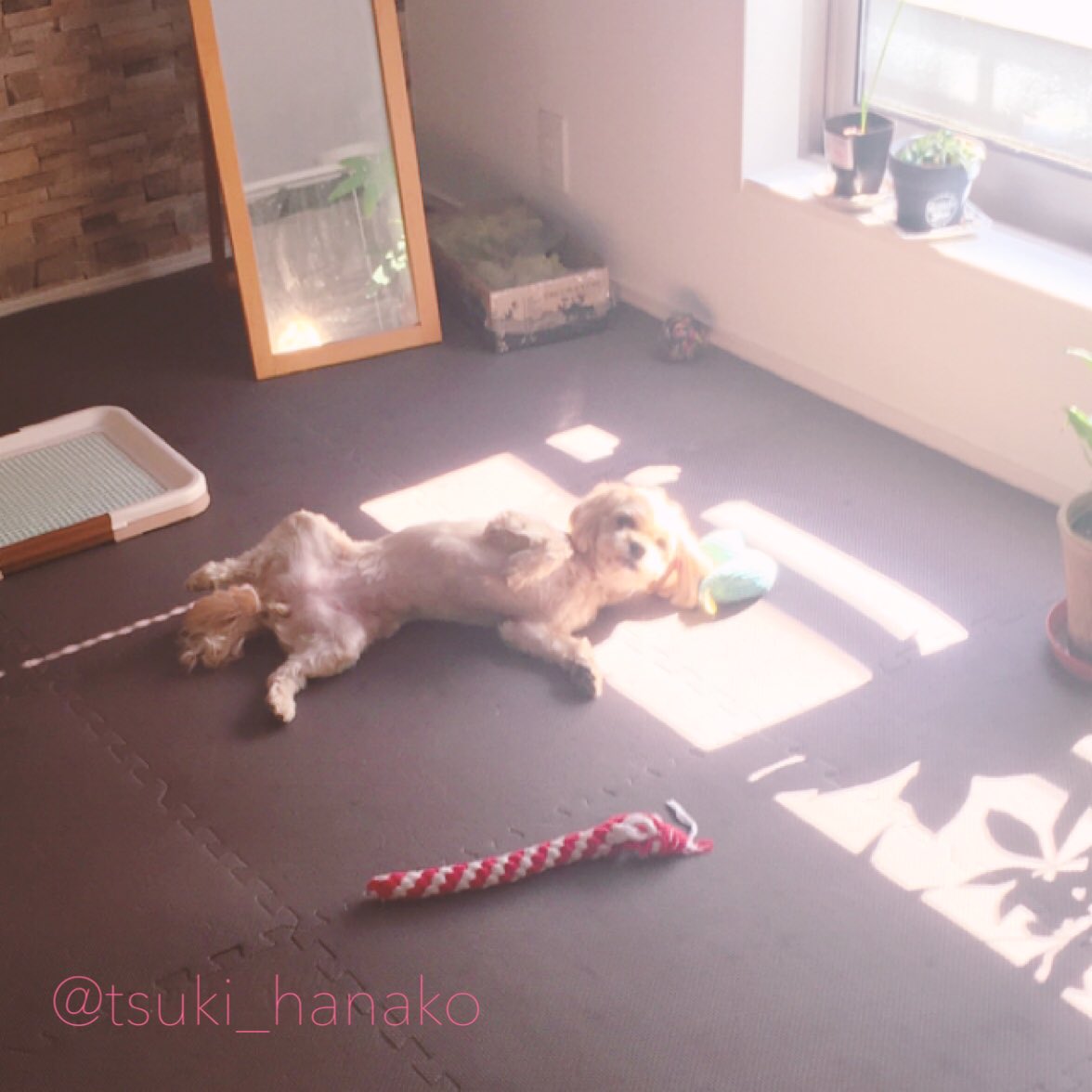 隠し撮りがバレた瞬間
#はなこと旦那とモフ https://t.co/ZPeZZGU0ep