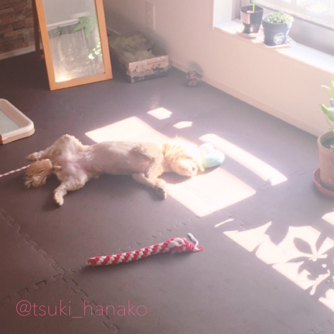 隠し撮りがバレた瞬間
#はなこと旦那とモフ https://t.co/ZPeZZGU0ep