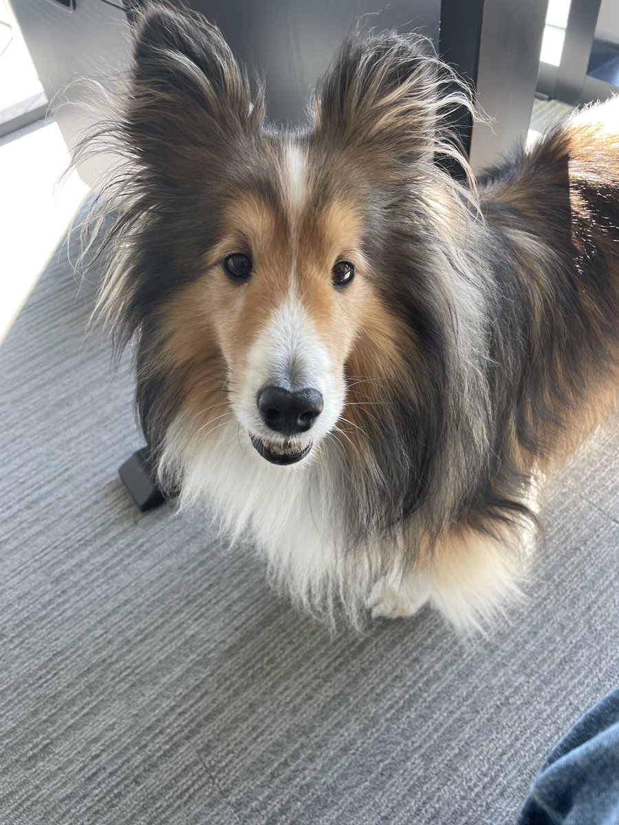 anupriyak29's tweet photo. A paw-fect Monday 🐶 ⁦@kevin_dekker⁩ https://t.co/2rlEuGa9gt