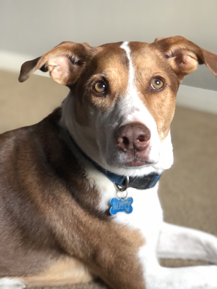 Good morning to everyone, especially this good boi.