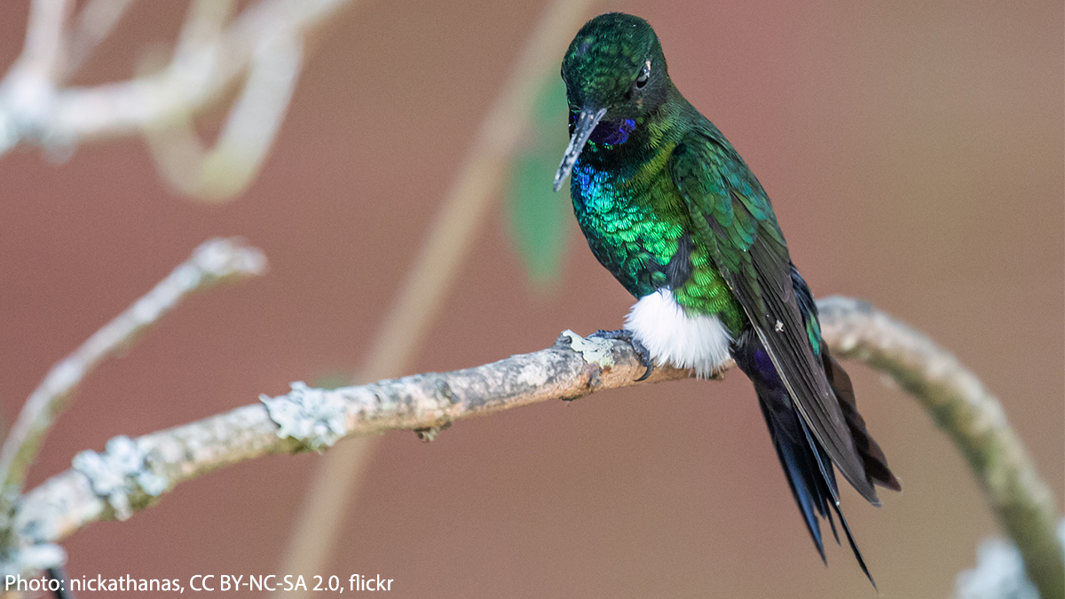 AMNH's tweet photo. Get to know the Glowing Puffleg! It’s a species of hummingbird that can be found in parts of Colombia, Venezuela, &amp; Ecuador. Its name refers to its iridescent color &amp; the cloud-like plumage on its legs. It zips around forest habitats foraging for nectar &amp; the occasional insect.☁️ https://t.co/xMXWNGvzvR