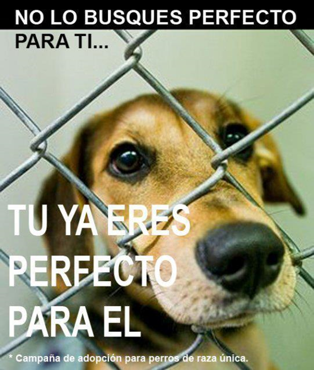 callejeritosDLV's tweet photo. no busques más, tenemos el #perfectoparati, #adoptaresunactodeamor #adoptarazaunica #fundacioncallejeritosdelavega https://t.co/nh6cMghdaI