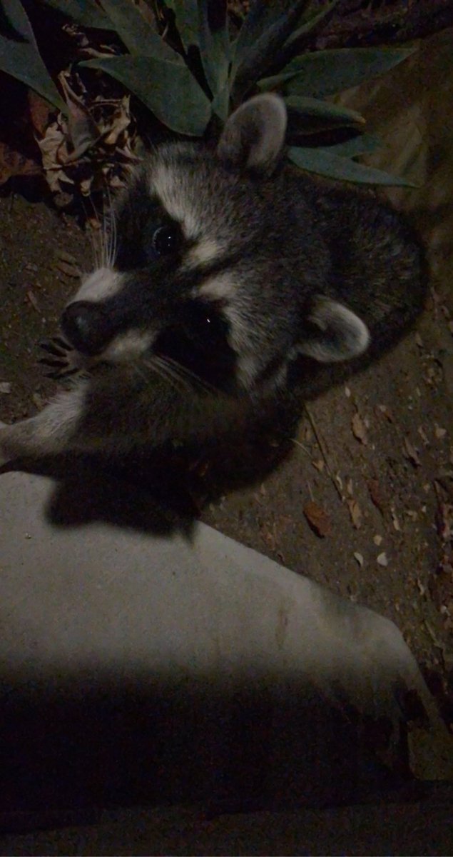 dylanlikeslight's tweet photo. made a friend on campus the other night #brodie21 https://t.co/vUURXqxwVE