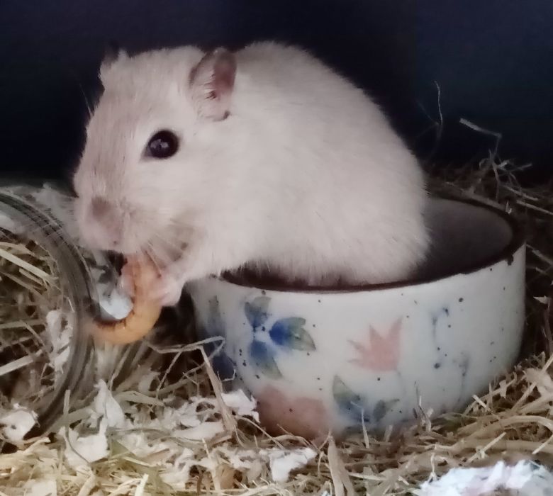 Max Le Elfique Max Elfique Twitter