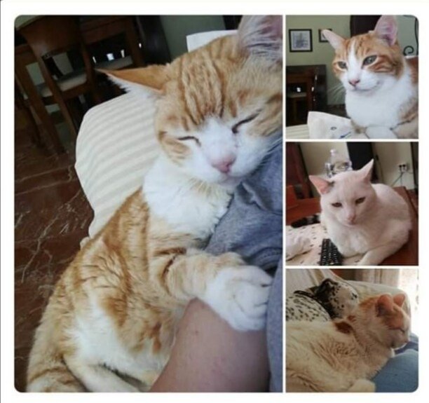 Merche 📚🌲🐶🌳⚖️ 🇯🇴 tweet media