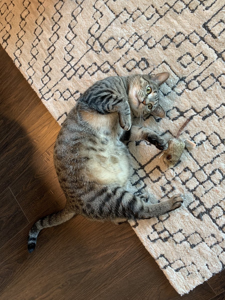 AlieMagnante's tweet photo. @kleppertmiller Nutmeg is sending you ❤️❤️!! https://t.co/kTcO8wMwTC