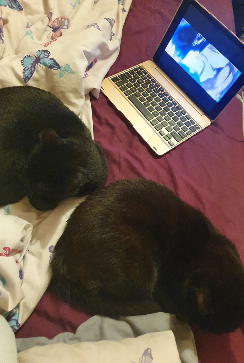 Best way to get better Cuddly cats✅ anime✅ food on route ✅ #feelingsick #cuddlycats #cuddles #pets #cats #anime #anime #BlackClover #FYP