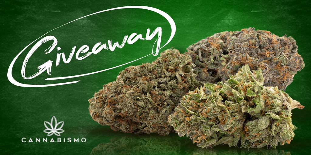 officialcbismo's tweet photo. 🔥🔥🔥🔥🔥🔥🔥🔥🔥🔥🔥🔥
Another #Giveaway ALERT

Win a 14 gram Mix and Match! Check out our IG for another chance to enter!

To enter:
Like &amp; Retweet
Follow @cannabismo_official

Winner announced the next Monday 🔥🔥🔥 https://t.co/ZXk7FtKCVA